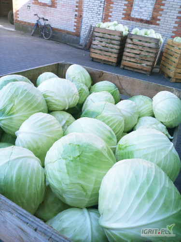 Sprzedam kapustę białą towar zdrowy 