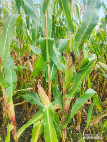 Posiadam na sprzedaż 17 ha kukurydzy na pniu podzielone na pola 5ha, 5ha, 3ha, 4ha. Pola znąjdują się w bardzo bliskiej odległosci od...