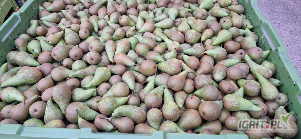 Witam sprzedam 28 skrzyń konferencji. Gruszka średniej wielkości 5+ twarda schłodzona. Sprzedam za wagę w skrzyni. 