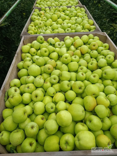 Sprzedam Mutsu około 40 skrzyń za wagę ,okolice Białej Rawskiej tel 726 485 369 