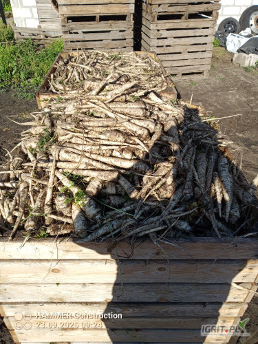 Sprzedam pietruszkę arat 