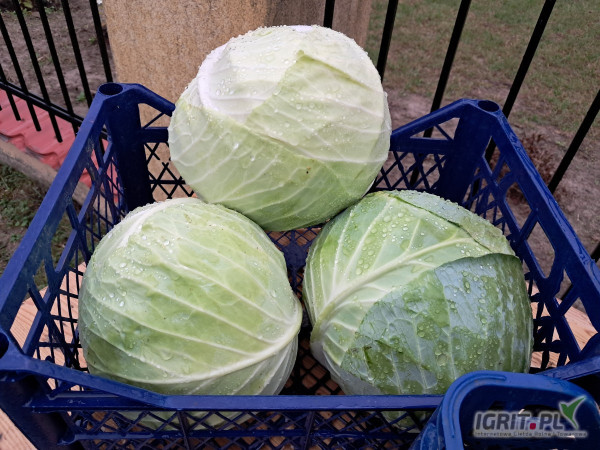 Posiadam na sprzedaż kapustę białą odmiany Ambrosia w główkach oraz szatkowaną.