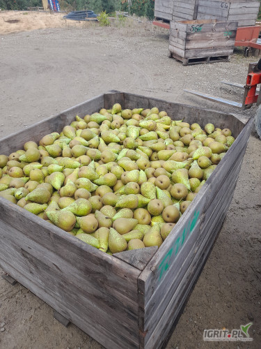 Sprzedam gruszke konferencje zrywana od 5.5 około 14 ton mogę naszykować. Cena 2.5 zł