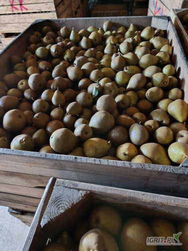 Witam, sprzedam gruszkę Generał Leclerc. Gruszka czysta, bez gradu i miodówki. Zapraszam 