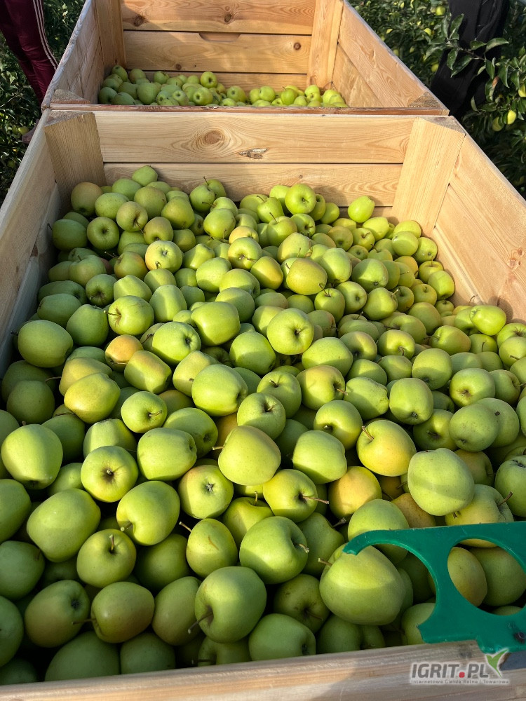 Sprzedam około 65-70 skrzyń Golden Delicious. Zrywany od 65+. Jabłko z lekką siatką pomrozowa na okolo 20% owoców. Jablko z lekkim...