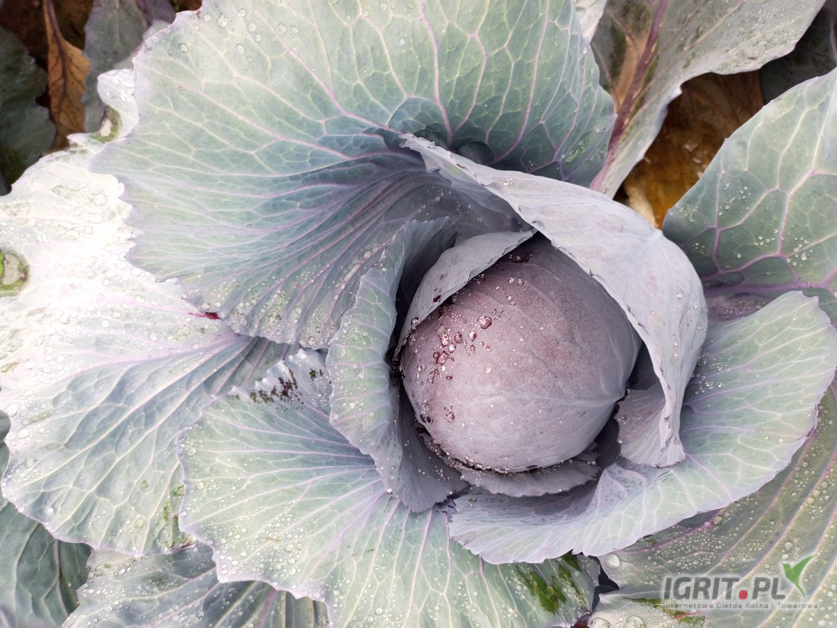 Witam sprzedam kapustę czerwona 1-4  zdrowa bez oznak szkodników opakowanie do dogadania tel 721322574