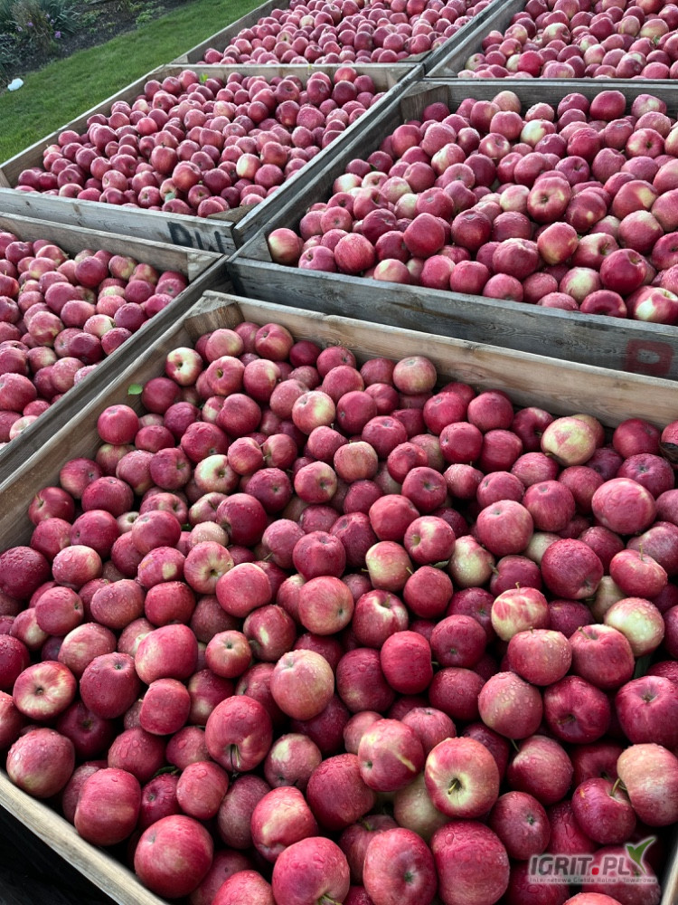 Sprzedam Idared ponad 100 skrzyń 
