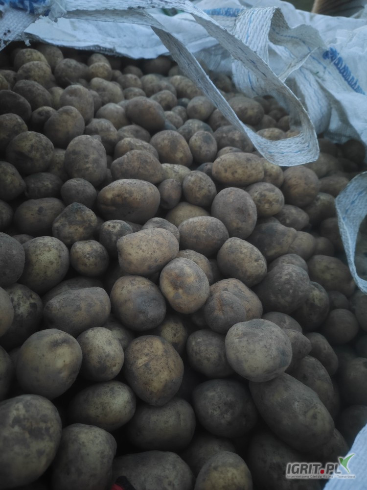 Sprzedam ziemniaki Riviera kal. 3-5. Około 5 ton. 
