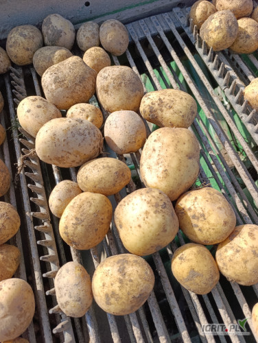 Sprzedam ziemniaki odmiany Colomba z jasnej ziemi około 120t. kaliber+50 luz/big bag posiadam własny transport możliwa dostawa.