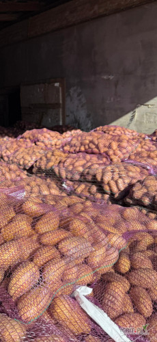 Sprzedam tirowe ilości ziemniaków jadalnych, odmiany Queen Anna 5+.