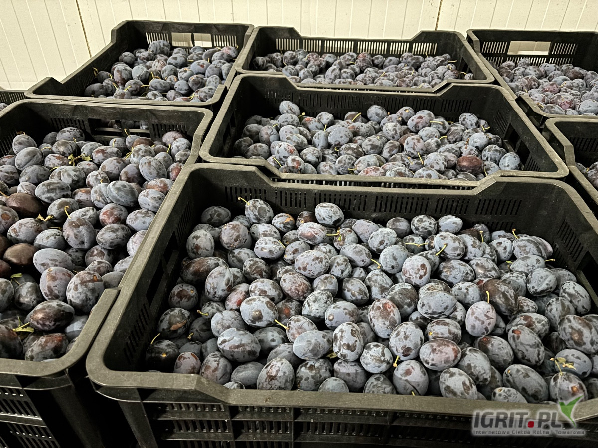 Sprzedam śliwę z chłodni odmiany  top hit plus około 1200kg rozmiar głównie 4cm+ chociaż z 5% ma 38+