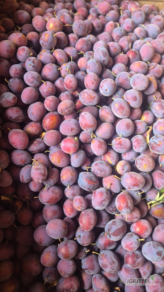 Sprzedam z KA po freshu prezydenta 