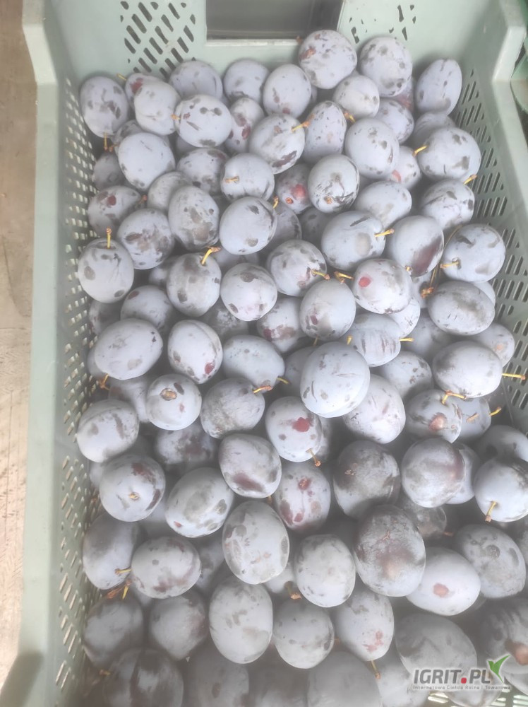 Sprzedam śliwkę top hit plastik 20 kg -17pl 