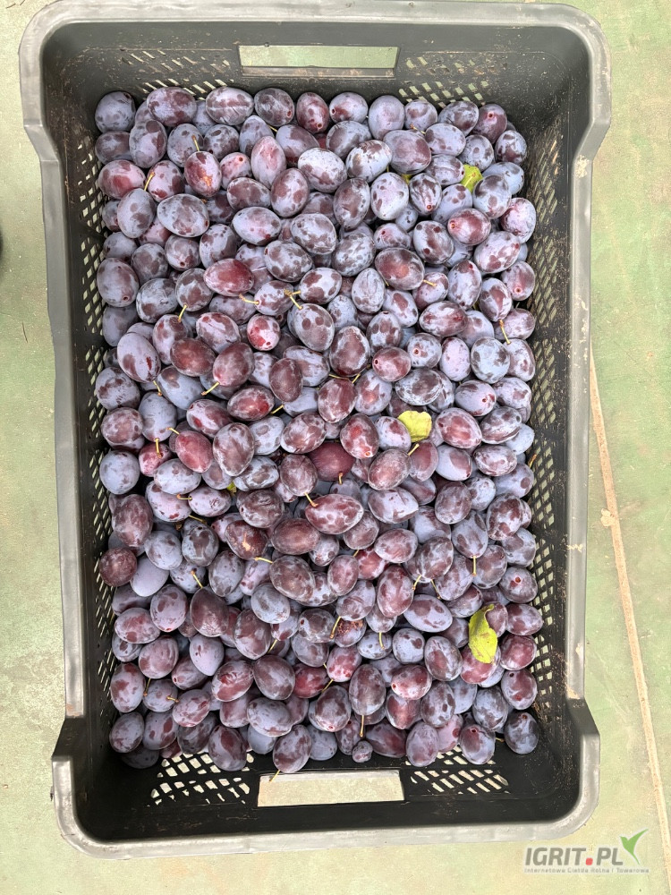 Sprzedam Wegierke z Chłodni ok 2 ton na czas zerwana 