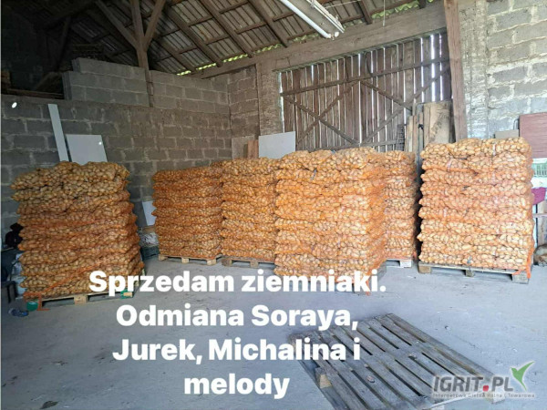 Sprzedam ziemniaki jadalne Soraya Jurek Michalina Melody, kaliber 45+ Opakowanie worek wiązany 15 kg Ilości paletowe 