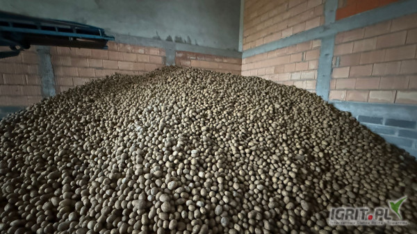 Sprzedam ziemniaki jadalne Gala po przesortowaniu kaliber  +6 towar wysokiej jakości.