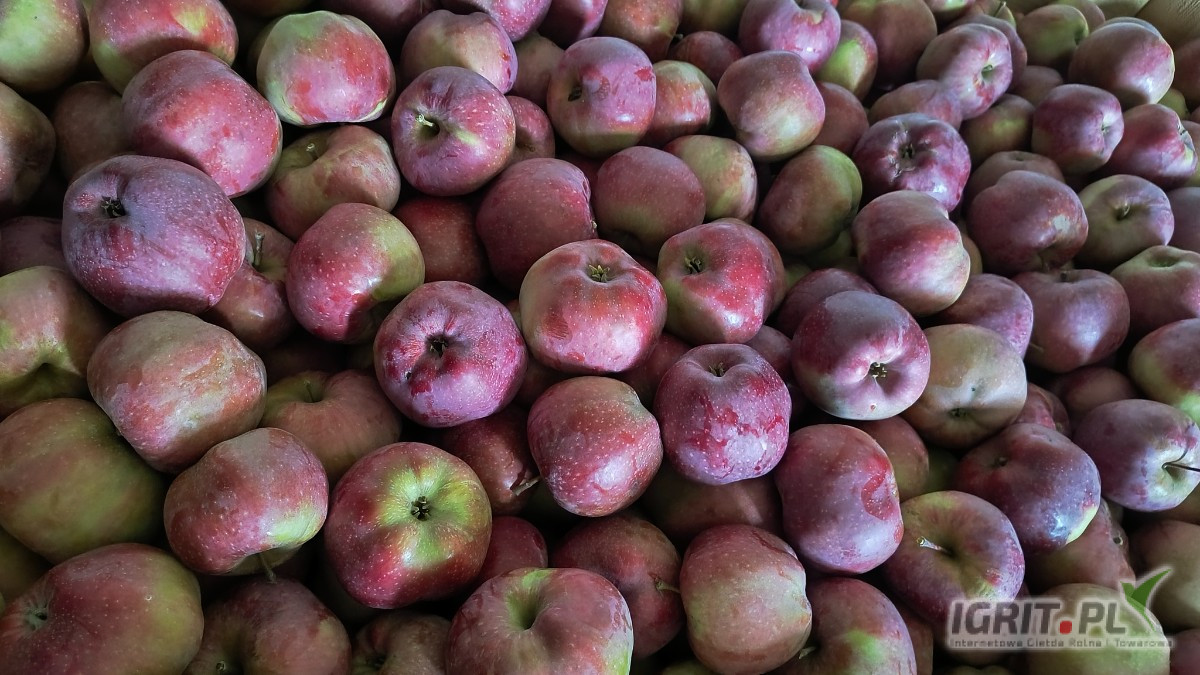 Sprzedam około 30 skrzyniopalet ładnie wybarwionej ALWY. Alwa jest w trakcie zbioru.Rwana jest od 7+. Około 80% jest powyżej 8+. Cena za...