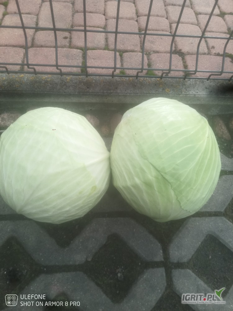 Sprzedam kapustę białą grubą na przemysł...