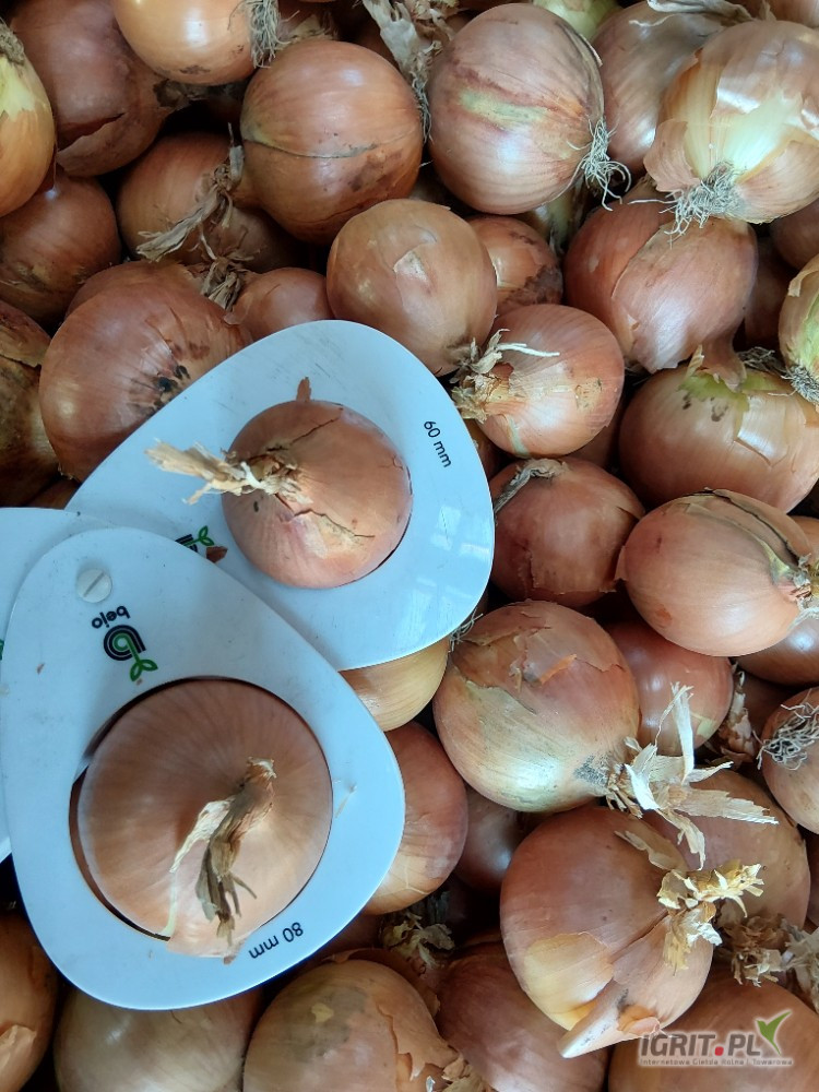 Sprzedam cebulę żółtą kaliber i rodzaj opakowania do uzgodnienia 