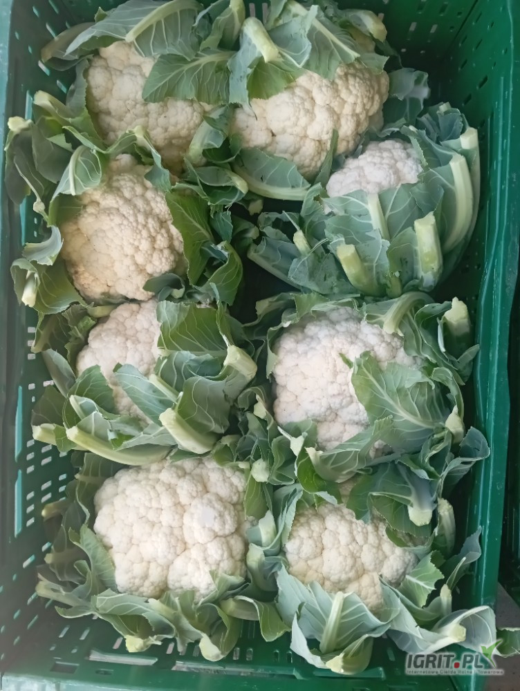 Sprzedam 50 skrzynek kalafiora 8