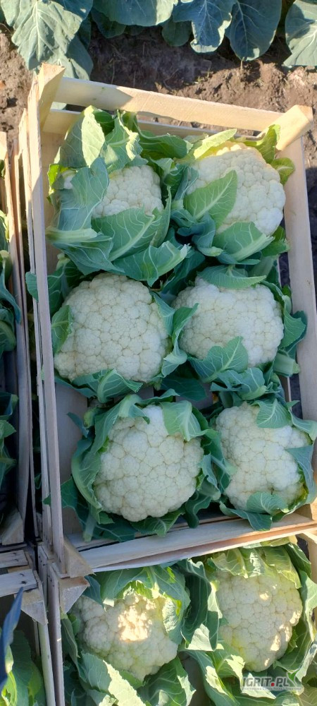 Sprzedam ilości paletowe kalafiora 6 oraz 8 okolice grójca 889910623