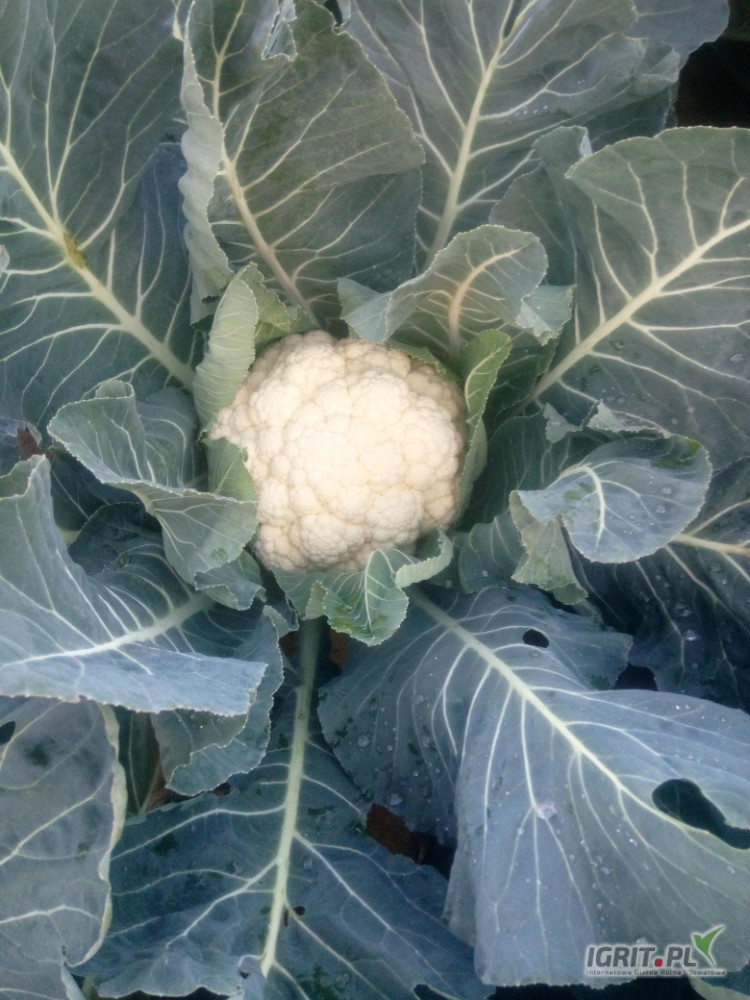 Sprzedam kalafior 6-8 ilość paletowe możliwość dowozu co do uzgodnienia 