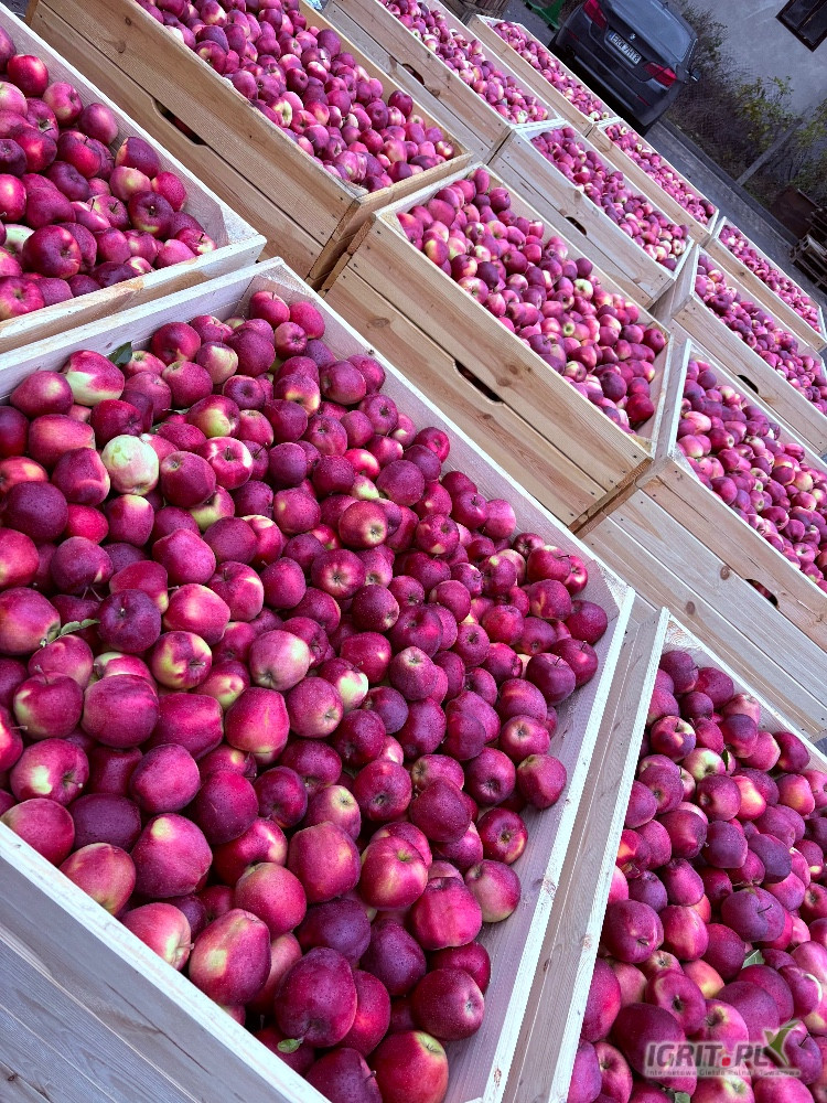 Sprzedam piękny Gloster za wagę w skrzyni jak na zdjęciu. Towar w chłodni 