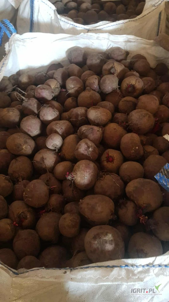 Sprzedam 10 ton buraka okrągłego. 
