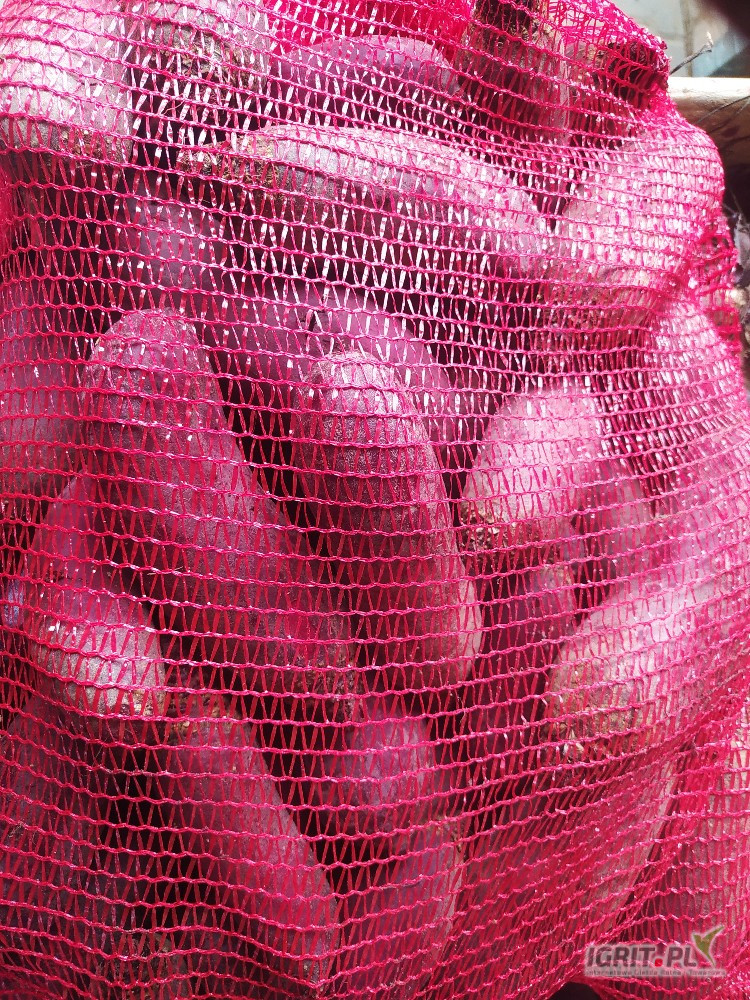 Burak podłużny Alto sprzedam worek 10kg luz lub big bag towar bardzo ładny handlowy