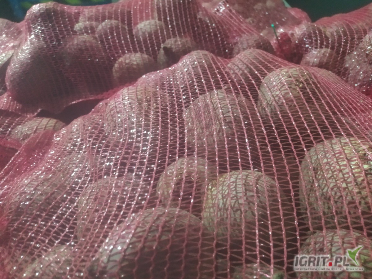 Sprzedam Burak okrągły Monte worek 10kg lub big bag duże ilosci