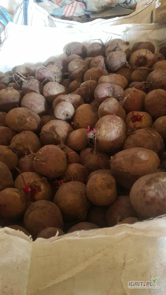 Sprzedam 10 ton buraczka okrągłego luzem w BB .na brudno kal 5-9.