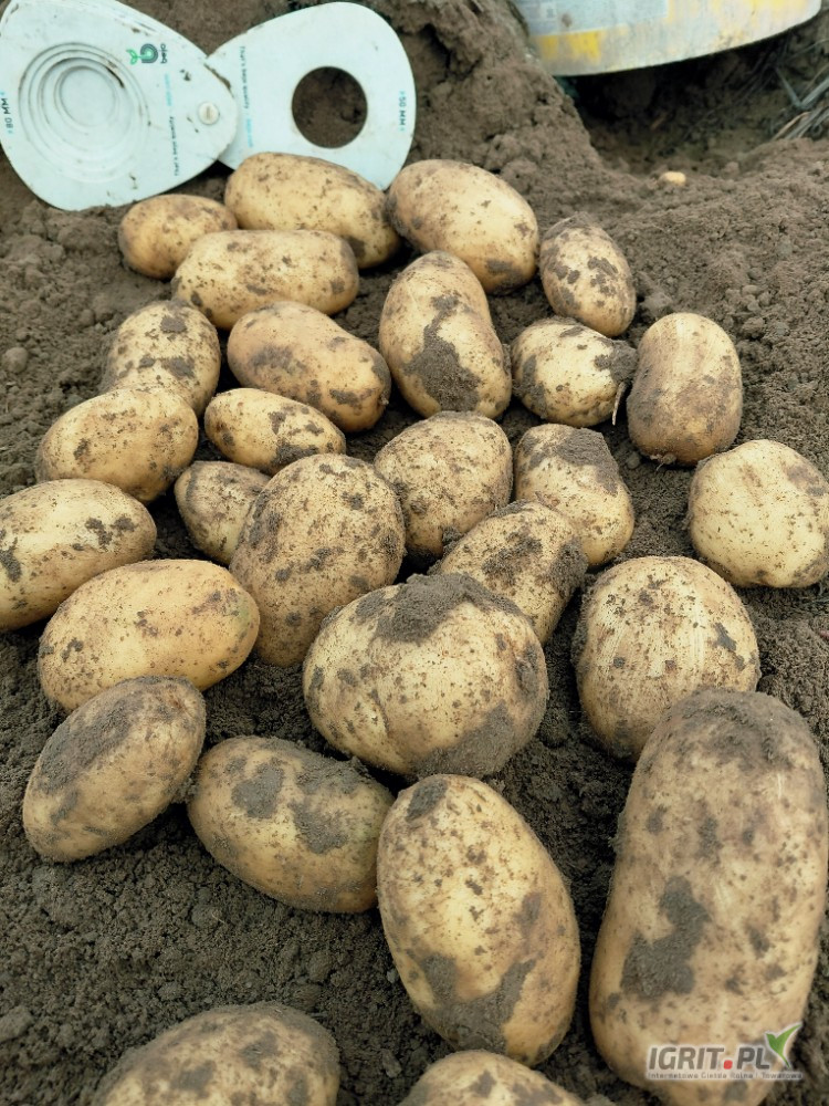 Sprzedam Ziemniaki żółte PRADA kal 50+ big bag ilosci tirowe 