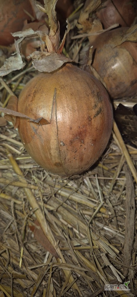 Sprzedam cebule wiosenny siew Kaliber 7+