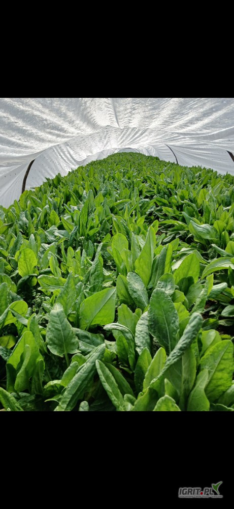 Szukam odbiorców na sezon 2026.