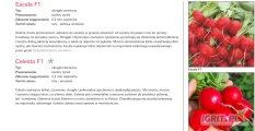 GEPWEG oferuje nasiona rzodkiewki  odmiany: CELESTA F1, ESCALA F1( j.50 000n i 1 mln.n) kal.3.00-3.25 firmy ENZA ZADEN. Dostawa gratis....