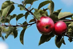 Prognozy dla UE - najniższe zbiory jabłek od ponad 7 lat