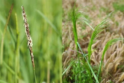 Jesienne zwalczanie niepożądanych traw na plantacjach zbóż