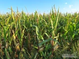 Kukurydza wysoka, dużo zielonej masy. Pola kukurydzy znajdują się w miejscowości Magnuszew Mały (łącznie to około 16 ha). Jest to...