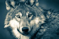 UE: będzie dyskusja o populacji wilków