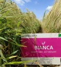 Jęczmień ozimy Bianca to dwurzędowa odmiana zarejestrowana w 2020 r. Rekordowo wysoki plon na obu poziomach agrotechniki świadczy o...