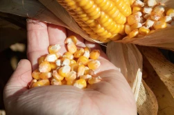 Zbiory kukurydzy w UE będą wyższe niż przed rokiem