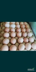Witam posiadam na sprzedaż jajka z wolnego wybiegu, kury karmione własną paszą.Możliwy dowóz do klienta.1B- 0,60gr [ 58gram- 62g ]...