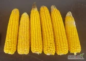 Sprzedam 20 ha kukurydzy na kiszonkę, cena 6500 za ha. Pole w okolicach Tucholi lub Więcborka. 