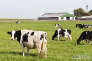 Sprzedam krowy mleczne na LITWIE (około 100 krów mlecznych) i jałówki (również około 100). Dobre stada (nr 1128200020) Cena 1 krowy...