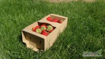 Kobiałki tekturowe szare na 1KG owoców - idealne do truskawki, borówki...Pakowane po 6000 tyś na palecie - cena 2700zł netto /...