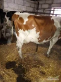 Nowa dostawa krów mlecznych pierwsza druga trzecia i czwarta po laktacja  wydajność z obory 11000  genetyka krów pochodzi z Czech...