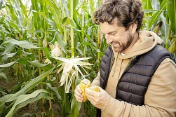 2023 – trudny rok dla producentów kukurydzy