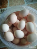 Sprzedam świeże, wiejskie jaja od kur z wolnego wybiegu. Kury karmione paszą ze swojego gospodarstwa. Więcej informacji pod numerem...