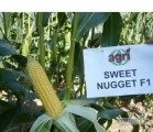 Nasiona kukurydzy cukrowej SWEET NAGGET F1,SWEET WONDER F1,SPRINTER F1