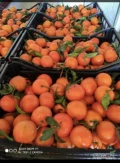 mandarynki prosto z sadow hiszpanskich od wlasciciela bez posrednikow woskowane kalibrowane pakowane w skrzynki plastikowe 13,5 kg 0 % vat...